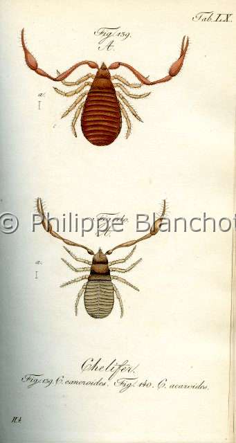 Collection-araignees_ 010.JPG - Archives Araignees, Arachniden, Dr Carl Wilhelm Hahn, 1831, Chelifer 